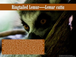 This image was used under a CC License from http://www.flickr.com/photos/oncho88/6009974484/ Lemurs are primates that live on the island of Madagascar and some neighboring islands in Africa. Ringtailed lemurs can be spotted by their black and white striped tails. They can weigh anywhere from 5 to 8 pounds and can be up to two feet from head to tail. Lemurs have human-like hands and feet used to grip and climb trees. They forage for food in the trees and on the ground , searching for fruit, leaves, bark, and sap. Lemurs have scent glands used to mark territory and males battle for the “worst scent award” during mating season. Groups of lemurs are known as “troops” and often have between 6 and 30 members. Although lemurs can live up to 18 years in the wild, they are part of the endangered species list.  