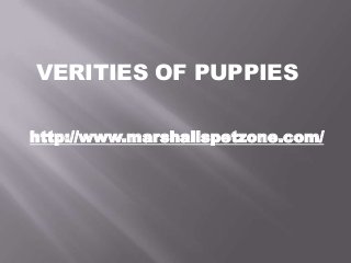 VERITIES OF PUPPIES
http://www.marshallspetzone.com/

 
