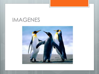 IMAGENES