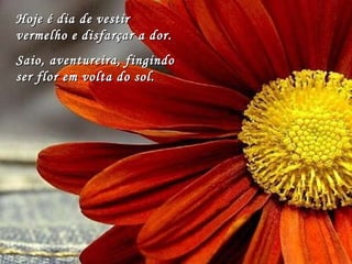 Hoje é dia de vestir vermelho e disfarçar a dor. Saio, aventureira, fingindo ser flor em volta do sol. 
