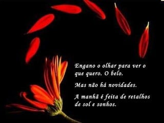 Engano o olhar para ver o que quero. O belo.  Mas não há novidades. A manhã é feita de retalhos de sol e sonhos. 