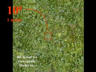 Dit is wat we zien,enkele bladeren. 10 0 1 meter 