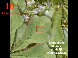 Kunnen een bladnerf duidelijk onderscheiden. 10 -1 10 centimeter 