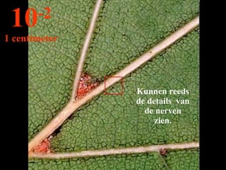 Kunnen reeds de details  van de nerven zien. 10 -2 1 centimeter 