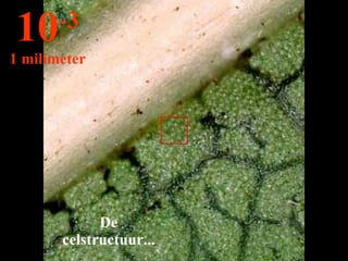 De celstructuur... 10 -3 1 milimeter 