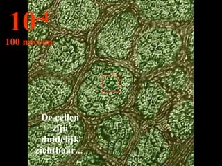 De cellen zijn duidelijk zichtbaar...  10 -4 100 micron 