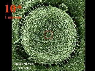 De kern van een cel... 10 -6 1 micron 