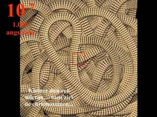 Kleiner dan een micron… men ziet de chromosomen... 10 -7 1.000 angström 