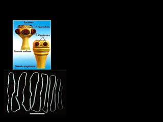 Platelmintos Cestóides
• São hermafroditas e
capazes de se
autofecundar;
• Tem grande poder de
regeneração;
• A Taenia solium é
transmitida pela carne
suína contaminada;
• A Taenia saginata é
transmitida pela carne
bovina contaminada.
 