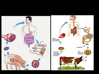Teníase – Ciclo de vida
 