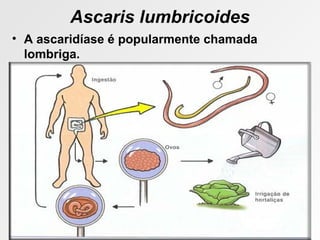Ascaris lumbricoides
• A ascaridíase é popularmente chamada
lombriga.
 