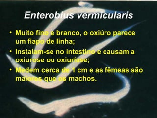 Enterobius vermicularis
• Muito fino e branco, o oxiúro parece
um fiapo de linha;
• Instalam-se no intestino e causam a
oxiurose ou oxiuríase;
• Medem cerca de 1 cm e as fêmeas são
maiores que os machos.
 