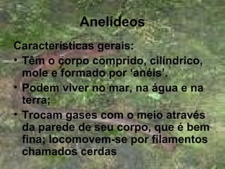 Anelídeos
Características gerais:
• Têm o corpo comprido, cilíndrico,
mole e formado por ‘anéis’.
• Podem viver no mar, na água e na
terra;
• Trocam gases com o meio através
da parede de seu corpo, que é bem
fina; locomovem-se por filamentos
chamados cerdas
 