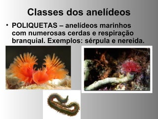 Classes dos anelídeos
• POLIQUETAS – anelídeos marinhos
com numerosas cerdas e respiração
branquial. Exemplos: sérpula e nereida.
 