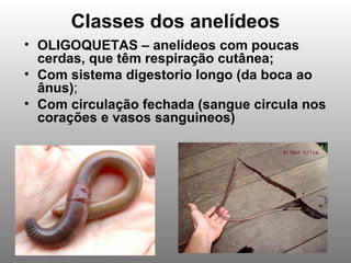 Classes dos anelídeos
• OLIGOQUETAS – anelídeos com poucas
cerdas, que têm respiração cutânea;
• Com sistema digestorio longo (da boca ao
ânus);
• Com circulação fechada (sangue circula nos
corações e vasos sanguineos)
 