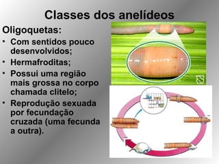 Classes dos anelídeos
Oligoquetas:
• Com sentidos pouco
desenvolvidos;
• Hermafroditas;
• Possui uma região
mais grossa no corpo
chamada clitelo;
• Reprodução sexuada
por fecundação
cruzada (uma fecunda
a outra).
 