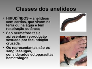 Classes dos anelídeos
• HIRUDÍNEOS – anelídeos
sem cerdas, que vivem na
terra ou na água e têm
respiração cutânea;
• São hermafroditas e
apresentam reprodução
sexuada por fecundação
cruzada.
• Os representantes são os
sanguessugas,
considerados ectoparasitas
hematófagos.
 