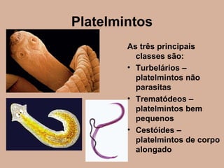 Platelmintos
As três principais
classes são:
• Turbelários –
platelmintos não
parasitas
• Trematódeos –
platelmintos bem
pequenos
• Cestóides –
platelmintos de corpo
alongado
 