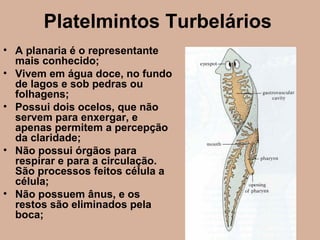 Platelmintos Turbelários
• A planaria é o representante
mais conhecido;
• Vivem em água doce, no fundo
de lagos e sob pedras ou
folhagens;
• Possui dois ocelos, que não
servem para enxergar, e
apenas permitem a percepção
da claridade;
• Não possui órgãos para
respirar e para a circulação.
São processos feitos célula a
célula;
• Não possuem ânus, e os
restos são eliminados pela
boca;
 
