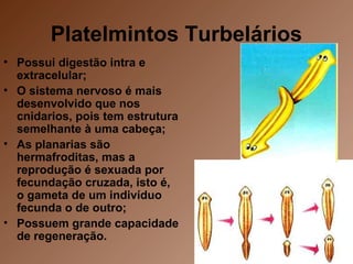 Platelmintos Turbelários
• Possui digestão intra e
extracelular;
• O sistema nervoso é mais
desenvolvido que nos
cnidarios, pois tem estrutura
semelhante à uma cabeça;
• As planarias são
hermafroditas, mas a
reprodução é sexuada por
fecundação cruzada, isto é,
o gameta de um indivíduo
fecunda o de outro;
• Possuem grande capacidade
de regeneração.
 