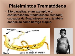 Platelmintos Trematódeos
• São parasitas, e um exemplo é o
esquistossomo (Schistosoma mansoni),
causador da Esquistossomose, também
conhecida como barriga d’água.
 