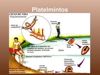 Platelmintos
 