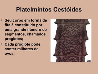 Platelmintos Cestóides
• Seu corpo em forma de
fita é constituído por
uma grande número de
segmentos, chamados
proglotes;
• Cada proglote pode
conter milhares de
ovos.
 