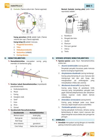 BIO 1
2
materi78.co.nr
ANIMALIA
2) Cestoda (Taenia solium dan Taenia saginata)
Inang perantara (3-4) adalah babi (Taenia
solium) dan sapi (Taenia saginata).
Inang tetap (5) adalah manusia.
1. Proglotid berembrio
2. Telur
3. Heksakan/onkosfer
4. Sistiserkus (infektif)
5. Cacing dewasa
Bentuk Cestoda (cacing pita) pada masa
reproduksi adalah:
a. Rostellum
b. Pengait dari kitin
c. Sucker
d. Ovarium
e. Pori-pori genital
f. Uterus
g. Testis
D. NEMATHELMINTHES
Nemathelminthes merupakan cacing yang
memiliki ciri berbentuk gilig.
Struktur tubuh Nemathelminthes (triploblastik
pseudoselomata):
a. Kutikula/epidermis
b. Mulut
c. Faring
d. Ganglion otak
e. Saraf
f. Usus
g. Anus
h. Gonad
Karakteristik Nemathelminthes:
Karakteristik Nemathelminthes
Bentuk tubuh bulat gilig
Alat gerak kontraksi otot
Alat hisap -
Jenis kelamin gonokoris
Cara hidup bebas dan parasit
E. SPESIES-SPESIES NEMATHELMINTHES
Spesies-spesies pada filum Nemathelminthes
antara lain:
1. Ascaris lumbricoides (cacing perut)
Penyebab penyakit Ascariasis pada manusia
karena kurangnya higienisitas.
2. Ancylostoma duodenale (cacing tambang)
Cacing yang bersarang di usus manusia dan
mempunyai kait dan alat hisap, dan
menghasilkan zat antikoagulan yang
menyebabkan infeksi dan anemia.
3. Wuchereria brancrofti (cacing filaria)
Cacing yang hidup di peredaran limfa
manusia yang menyebabkan penyakit kaki
gajah (filariasis/elephantiasis) dan ditularkan
melalui nyamuk Culex dalam bentuk
mikrofilariae.
4. Enterobius vermicularis (cacing kremi)
Cacing yang terdapat pada usus besar
manusia, dapat terjadi secara autoinfeksi.
5. Trichinella spiralis (cacing otot)
Cacing penyebab trichinosis, dimana cacing
berkembang di dalam tubuh manusia dan
dapat bergerak secara bebas dari jaringan ke
jaringan.
F. ANNELIDA
Annelida merupakan cacing dengan ciri memiliki
gelang (metameri) pada tubuhnya.
1
2
3
4 5
a
b
c
d
e
f
g
a
b
c
d
e
e
f
g
h
 