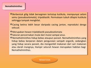 NemathelminthesNemathelminthes
Berbentuk gilig tidak bersegmen tertutup kutikula, mempunyai selom
semu (pseudoselomata), tripoblastik. Permukaan tubuh dilapisi kutikula
sehingga tampak mengkilat.
Cacing betina lebih besar daripada cacing jantan, reproduksi denga
seksual.
Merupakan hewan triploblastik pseudoselomata
Saluran pencernakan mulai dari mulut sampai anus.
Nemathelminthes hidup bebas ataupun parasit. Nemathelminthes yang
hidup bebas berperan dalam penguraian sampah organik, sedangkan
yang hidup secara parasit, dia mengambil makanan dari sari makanan
atau darah inangnya, Hampir seluruh hewan merupakan habitan bagi
Nemathelminthes.
Berbentuk gilig tidak bersegmen tertutup kutikula, mempunyai selom
semu (pseudoselomata), tripoblastik. Permukaan tubuh dilapisi kutikula
sehingga tampak mengkilat.
Cacing betina lebih besar daripada cacing jantan, reproduksi denga
seksual.
Merupakan hewan triploblastik pseudoselomata
Saluran pencernakan mulai dari mulut sampai anus.
Nemathelminthes hidup bebas ataupun parasit. Nemathelminthes yang
hidup bebas berperan dalam penguraian sampah organik, sedangkan
yang hidup secara parasit, dia mengambil makanan dari sari makanan
atau darah inangnya, Hampir seluruh hewan merupakan habitan bagi
Nemathelminthes.
NEMATODA
 