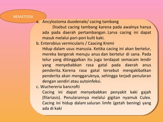 NEMATODA
a. Ancylostoma duodenale/ cacing tambang
Disebut cacing tambang karena pada awalnya hanya
ada pada daerah pertambangan. Larva cacing ini dapat
masuk melalui pori-pori kulit kaki.
b. Enterobius vermicularis / Caacing Kremi
Hdup dalam usus manusia. Ketika cacing ini akan bertelur,
mereka bergerak menuju anus dan bertelur di sana. Pada
telur yang ditinggalkan itu juga terdapat semacam lendir
yang menyebabkan rasa gatal pada daerah anus
penderita. Karena rasa gatal tersebut mengakibatkan
penderita akan menggaruknya, sehingga terjadi penularan
dengan sendiri atau autoinfeksi.
c. Wuchereria bancrofti
Cacing ini dapat menyebabkan penyakit kaki gajah
(filariasis). Penularannya melalui gigitan nyamuk Culex.
Cacing ini hidup dalam saluran limfe (getah bening) yang
ada di kaki
a. Ancylostoma duodenale/ cacing tambang
Disebut cacing tambang karena pada awalnya hanya
ada pada daerah pertambangan. Larva cacing ini dapat
masuk melalui pori-pori kulit kaki.
b. Enterobius vermicularis / Caacing Kremi
Hdup dalam usus manusia. Ketika cacing ini akan bertelur,
mereka bergerak menuju anus dan bertelur di sana. Pada
telur yang ditinggalkan itu juga terdapat semacam lendir
yang menyebabkan rasa gatal pada daerah anus
penderita. Karena rasa gatal tersebut mengakibatkan
penderita akan menggaruknya, sehingga terjadi penularan
dengan sendiri atau autoinfeksi.
c. Wuchereria bancrofti
Cacing ini dapat menyebabkan penyakit kaki gajah
(filariasis). Penularannya melalui gigitan nyamuk Culex.
Cacing ini hidup dalam saluran limfe (getah bening) yang
ada di kaki
 