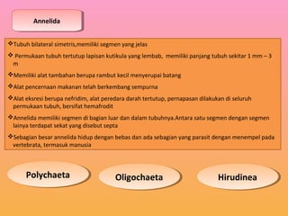 AnnelidaAnnelida
Tubuh bilateral simetris,memiliki segmen yang jelas
 Permukaan tubuh tertutup lapisan kutikula yang lembab, memiliki panjang tubuh sekitar 1 mm – 3
m
Memiliki alat tambahan berupa rambut kecil menyerupai batang
Alat pencernaan makanan telah berkembang sempurna
Alat eksresi berupa nefridim, alat peredara darah tertutup, pernapasan dilakukan di seluruh
permukaan tubuh, bersifat hemafrodit
Annelida memiliki segmen di bagian luar dan dalam tubuhnya.Antara satu segmen dengan segmen
lainya terdapat sekat yang disebut septa
Sebagian besar annelida hidup dengan bebas dan ada sebagian yang parasit dengan menempel pada
vertebrata, termasuk manusia
PolychaetaPolychaeta OligochaetaOligochaeta HirudineaHirudinea
 