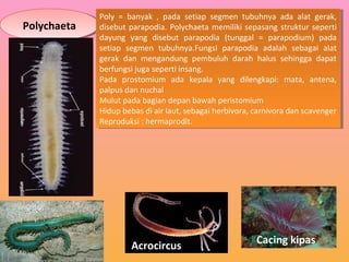 PolychaetaPolychaeta
Poly = banyak , pada setiap segmen tubuhnya ada alat gerak,
disebut parapodia. Polychaeta memiliki sepasang struktur seperti
dayung yang disebut parapodia (tunggal = parapodium) pada
setiap segmen tubuhnya.Fungsi parapodia adalah sebagai alat
gerak dan mengandung pembuluh darah halus sehingga dapat
berfungsi juga seperti insang.
Pada prostomium ada kepala yang dilengkapi: mata, antena,
palpus dan nuchal
Mulut pada bagian depan bawah peristomium
Hidup bebas di air laut, sebagai herbivora, carnivora dan scavenger
Reproduksi : hermaprodit.
Poly = banyak , pada setiap segmen tubuhnya ada alat gerak,
disebut parapodia. Polychaeta memiliki sepasang struktur seperti
dayung yang disebut parapodia (tunggal = parapodium) pada
setiap segmen tubuhnya.Fungsi parapodia adalah sebagai alat
gerak dan mengandung pembuluh darah halus sehingga dapat
berfungsi juga seperti insang.
Pada prostomium ada kepala yang dilengkapi: mata, antena,
palpus dan nuchal
Mulut pada bagian depan bawah peristomium
Hidup bebas di air laut, sebagai herbivora, carnivora dan scavenger
Reproduksi : hermaprodit.
Acrocircus
Cacing kipas
 