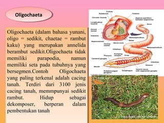 OligochaetaOligochaeta
Oligochaeta (dalam bahasa yunani,
oligo = sedikit, chaetae = rambut
kaku) yang merupakan annelida
berambut sedikit.Oligochaeta tidak
memiliki parapodia, namun
memiliki seta pada tubuhnya yang
bersegmen.Contoh Oligochaeta
yang paling terkenal adalah cacing
tanah. Terdiri dari 3100 jenis
cacing tanah, memmpunyai sedikit
rambut. Hidup sebagai
dekomposer, berperan dalam
pembentukan tanah
Oligochaeta (dalam bahasa yunani,
oligo = sedikit, chaetae = rambut
kaku) yang merupakan annelida
berambut sedikit.Oligochaeta tidak
memiliki parapodia, namun
memiliki seta pada tubuhnya yang
bersegmen.Contoh Oligochaeta
yang paling terkenal adalah cacing
tanah. Terdiri dari 3100 jenis
cacing tanah, memmpunyai sedikit
rambut. Hidup sebagai
dekomposer, berperan dalam
pembentukan tanah
 