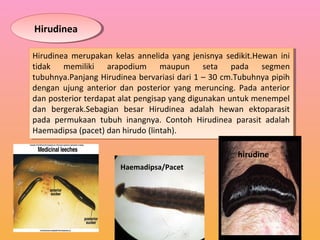 HirudineaHirudinea
Hirudinea merupakan kelas annelida yang jenisnya sedikit.Hewan ini
tidak memiliki arapodium maupun seta pada segmen
tubuhnya.Panjang Hirudinea bervariasi dari 1 – 30 cm.Tubuhnya pipih
dengan ujung anterior dan posterior yang meruncing. Pada anterior
dan posterior terdapat alat pengisap yang digunakan untuk menempel
dan bergerak.Sebagian besar Hirudinea adalah hewan ektoparasit
pada permukaan tubuh inangnya. Contoh Hirudinea parasit adalah
Haemadipsa (pacet) dan hirudo (lintah).
Hirudinea merupakan kelas annelida yang jenisnya sedikit.Hewan ini
tidak memiliki arapodium maupun seta pada segmen
tubuhnya.Panjang Hirudinea bervariasi dari 1 – 30 cm.Tubuhnya pipih
dengan ujung anterior dan posterior yang meruncing. Pada anterior
dan posterior terdapat alat pengisap yang digunakan untuk menempel
dan bergerak.Sebagian besar Hirudinea adalah hewan ektoparasit
pada permukaan tubuh inangnya. Contoh Hirudinea parasit adalah
Haemadipsa (pacet) dan hirudo (lintah).
Haemadipsa/Pacet
hirudine
 