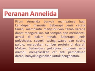 Filum Annelida banyak manfaatnya bagi
kehidupan manusia. Beberapa jenis cacing
tanah, membantu menyuburkan tanah karena
dapat menguraikan zat sampah dan membantu
aerasi di dalam tanah. Beberapa jenis
polychaeta, seperti cacing wawo dan cacing
palolo, merupakan sumber protein di daerah
Maluku. Sedangkan, golongan hirudenia yang
mampu menghasilkan Zat anti pembekuan
darah, banyak digunakan untuk pengobatan.
Filum Annelida banyak manfaatnya bagi
kehidupan manusia. Beberapa jenis cacing
tanah, membantu menyuburkan tanah karena
dapat menguraikan zat sampah dan membantu
aerasi di dalam tanah. Beberapa jenis
polychaeta, seperti cacing wawo dan cacing
palolo, merupakan sumber protein di daerah
Maluku. Sedangkan, golongan hirudenia yang
mampu menghasilkan Zat anti pembekuan
darah, banyak digunakan untuk pengobatan.
 