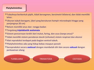 PlatyhelminthesPlatyhelminthes
Tubuhnya berbentuk pipih, tidak bersegmen, bersimetri bilateral, dan tidak memiliki
leher.
Ukuran tubuh beragam, (dari yang berukuran hampir microskopis hingga yang
panjangnya 20 cm)
Belum memiliki anus dan rongga badan
Tergolong triploblastik aselomata
Sistem pencernaan terdiri dari mulut, faring, dan usus (tanpa anus)*
tidak memiliki sistem peredaran darah (sirkulasi) sistem respirasi dan eksresi
Alat reproduksi terdapat pada bagian ventral tubuh.
Platyhelminthes ada yang hidup bebas maupun parasit
bereproduksi secara aseksual dengan membelah diri dan secara seksual dengan
perkawinan silang
Tubuhnya berbentuk pipih, tidak bersegmen, bersimetri bilateral, dan tidak memiliki
leher.
Ukuran tubuh beragam, (dari yang berukuran hampir microskopis hingga yang
panjangnya 20 cm)
Belum memiliki anus dan rongga badan
Tergolong triploblastik aselomata
Sistem pencernaan terdiri dari mulut, faring, dan usus (tanpa anus)*
tidak memiliki sistem peredaran darah (sirkulasi) sistem respirasi dan eksresi
Alat reproduksi terdapat pada bagian ventral tubuh.
Platyhelminthes ada yang hidup bebas maupun parasit
bereproduksi secara aseksual dengan membelah diri dan secara seksual dengan
perkawinan silang
TURBELARIA TREMATODA CESTODA
 