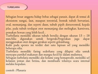 TURBELARIATURBELARIA
Sebagian besar anggota hidup bebas sebagai parasit, dapat di temui di
ekosistem sungai, laut, maupun terestrial, bentuk tubuh bervariasi,
oval, memanjang, dan seperti daun, tubuh pipih dorsoventral, kepala
jelas, pada tubuh terdapat otot memanjang dan melingkar, karnivora,
pemakan hewan yang lebih kecil .
Turbellaria memiliki ukuran tubuh bersilia dengan ukuran 15 – 18
mm.Silia digunakan untuk bergerak.Pergerakan juga dapat
menggunakan otot dengan gerakan seperti gelombang.
Kulit pada spesies ini terdiri dari satu lapisan sel yang memiliki
beberapa silia.
Turbrlaria memiliki faring sederhana yang dilapisi silia untuk
menyapu partikel makanan dan mangsa kecil ke dalam mulutnya.
Sebagian turbelaria memiliki alat kelami yang hemaprodit, memiliki sel
kelamin jentan dan betina, dan membuahi telurnya seara internal
melalui kopulasi.
contoh : Planaria
Sebagian besar anggota hidup bebas sebagai parasit, dapat di temui di
ekosistem sungai, laut, maupun terestrial, bentuk tubuh bervariasi,
oval, memanjang, dan seperti daun, tubuh pipih dorsoventral, kepala
jelas, pada tubuh terdapat otot memanjang dan melingkar, karnivora,
pemakan hewan yang lebih kecil .
Turbellaria memiliki ukuran tubuh bersilia dengan ukuran 15 – 18
mm.Silia digunakan untuk bergerak.Pergerakan juga dapat
menggunakan otot dengan gerakan seperti gelombang.
Kulit pada spesies ini terdiri dari satu lapisan sel yang memiliki
beberapa silia.
Turbrlaria memiliki faring sederhana yang dilapisi silia untuk
menyapu partikel makanan dan mangsa kecil ke dalam mulutnya.
Sebagian turbelaria memiliki alat kelami yang hemaprodit, memiliki sel
kelamin jentan dan betina, dan membuahi telurnya seara internal
melalui kopulasi.
contoh : Planaria
 