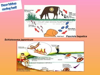 Fasciola hepatica
Schistosoma japonicum
 