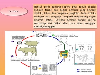 CESTODACESTODA
Bentuk pipih panjang seperti pita, tubuh dilapisi
kutikula terdiri dari bagian anterior yang disebut
skoleks, leher, dan rangkaian proglotid. Pada skoleks
terdapat alat pengisap. Proglotid mngandung organ
kelamin betina. Cestoda bersifat parasit karena
menyerap sari makan dari usus halus inangnya.
Contoh,cacing pita
Bentuk pipih panjang seperti pita, tubuh dilapisi
kutikula terdiri dari bagian anterior yang disebut
skoleks, leher, dan rangkaian proglotid. Pada skoleks
terdapat alat pengisap. Proglotid mngandung organ
kelamin betina. Cestoda bersifat parasit karena
menyerap sari makan dari usus halus inangnya.
Contoh,cacing pita
 