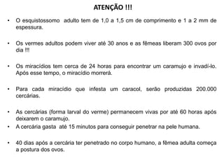 ATENÇÃO !!!
• O esquistossomo adulto tem de 1,0 a 1,5 cm de comprimento e 1 a 2 mm de
espessura.
• Os vermes adultos podem viver até 30 anos e as fêmeas liberam 300 ovos por
dia !!!
• Os miracídios tem cerca de 24 horas para encontrar um caramujo e invadí-lo.
Após esse tempo, o miracídio morrerá.
• Para cada miracídio que infesta um caracol, serão produzidas 200.000
cercárias.
• As cercárias (forma larval do verme) permanecem vivas por até 60 horas após
deixarem o caramujo.
• A cercária gasta até 15 minutos para conseguir penetrar na pele humana.
• 40 dias após a cercária ter penetrado no corpo humano, a fêmea adulta começa
a postura dos ovos.
 