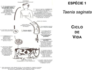 ESPÉCIE 1
Taenia saginata
CICLO
DE
VIDA
 