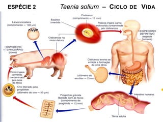 ESPÉCIE 2 Taenia solium – CICLO DE VIDA
 