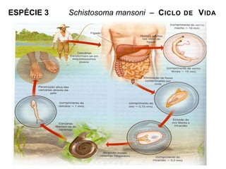 ESPÉCIE 3 Schistosoma mansoni – CICLO DE VIDA
 