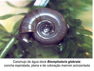 Caramujo de água doce Biomphalaria glabrata:
concha espiralada, plana e de coloração marrom acinzentada
 