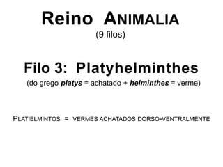 Reino ANIMALIA
(9 filos)
Filo 3: Platyhelminthes
(do grego platys = achatado + helminthes = verme)
PLATIELMINTOS = VERMES ACHATADOS DORSO-VENTRALMENTE
 