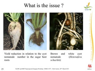 SLOPE and BiRT Hyperspectral Imaging Workshop - BOKU-UFT , Tulln Austria, 20th March 201525
What is the issue ?
Yield reduction in relation to the cyst
nematode number in the sugar beet
roots
Brown and white cyst
nematode (Heterodera
schachtii)
 