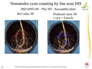 SLOPE and BiRT Hyperspectral Imaging Workshop - BOKU-UFT , Tulln Austria, 20th March 201531
DQ110053-08 – Plot 302 - Susceptible plant
Ref value: 80 Predicted value: 80
1 cyst = 4 pixels
Nematodes cysts counting by line scan HIS
 
