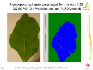 SLOPE and BiRT Hyperspectral Imaging Workshop - BOKU-UFT , Tulln Austria, 20th March 201536
Cercospora leaf spots assessment by line scan HIS
DQ100742-02 : Prediction on-line (PLSDA model)
 