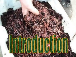 Eisenia fetida Red Live Earthworms, Cloth Bag at Rs 400/kg in Mumbai