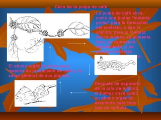 La pulpa de café sirve
como una buena "materia
prima" para la formación
del sustrato, o sea la
comida, para la lombriz.
Así la lombriz se alimenta
bien, se reproduce
rápidamente, y se
produce enormes
cantidades de humus.
Después de separarlo
de la cría de lombriz,
el humus sirve como
un abono orgánico
excelente para todo
tipo de cultivos.
El abono orgánico sirve para
mejorar su producción de café y la
salud general de sus plantas
Ciclo de la pulpa de café
 